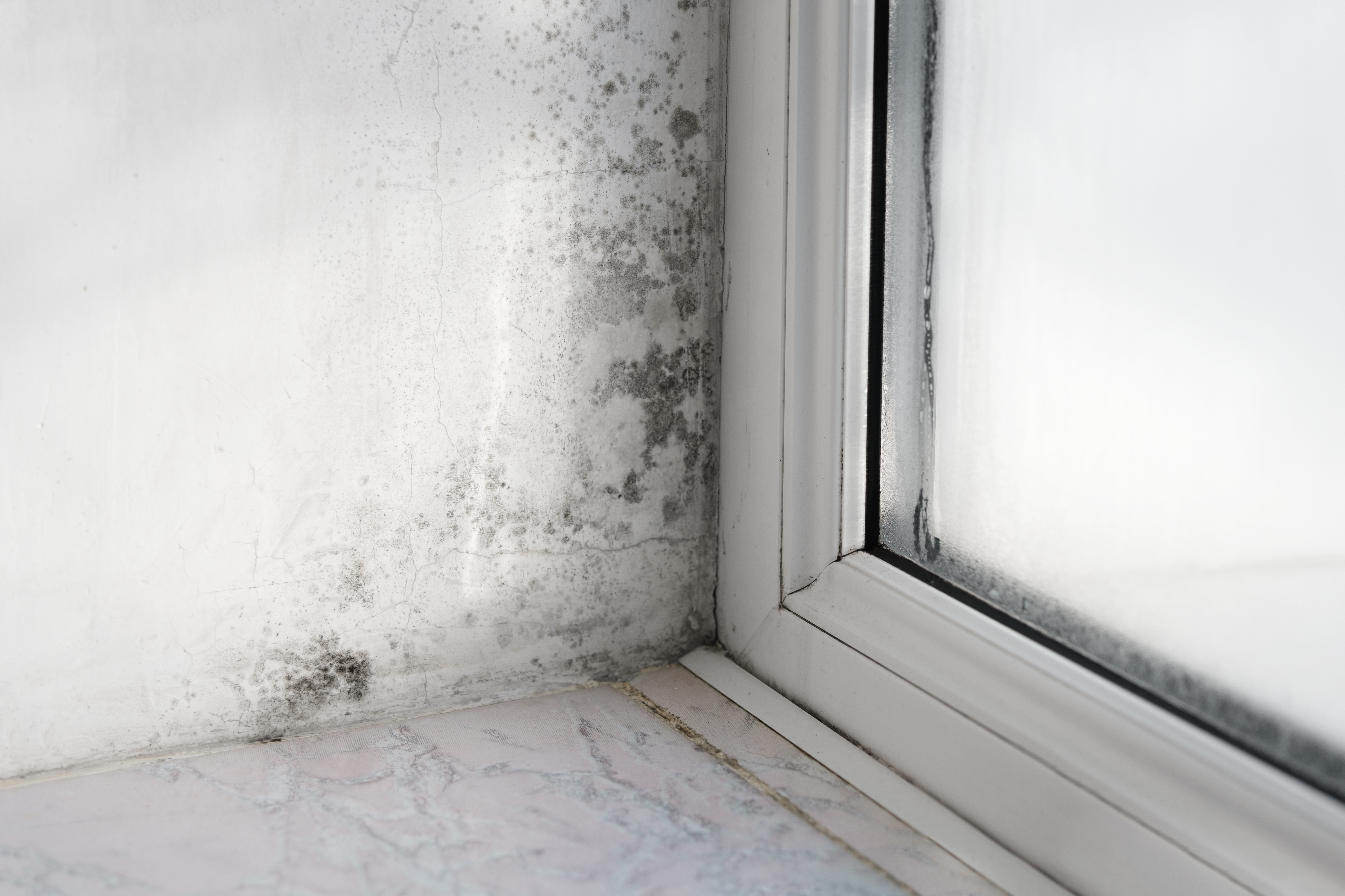 Mold Rising Damp surveyors in Putney