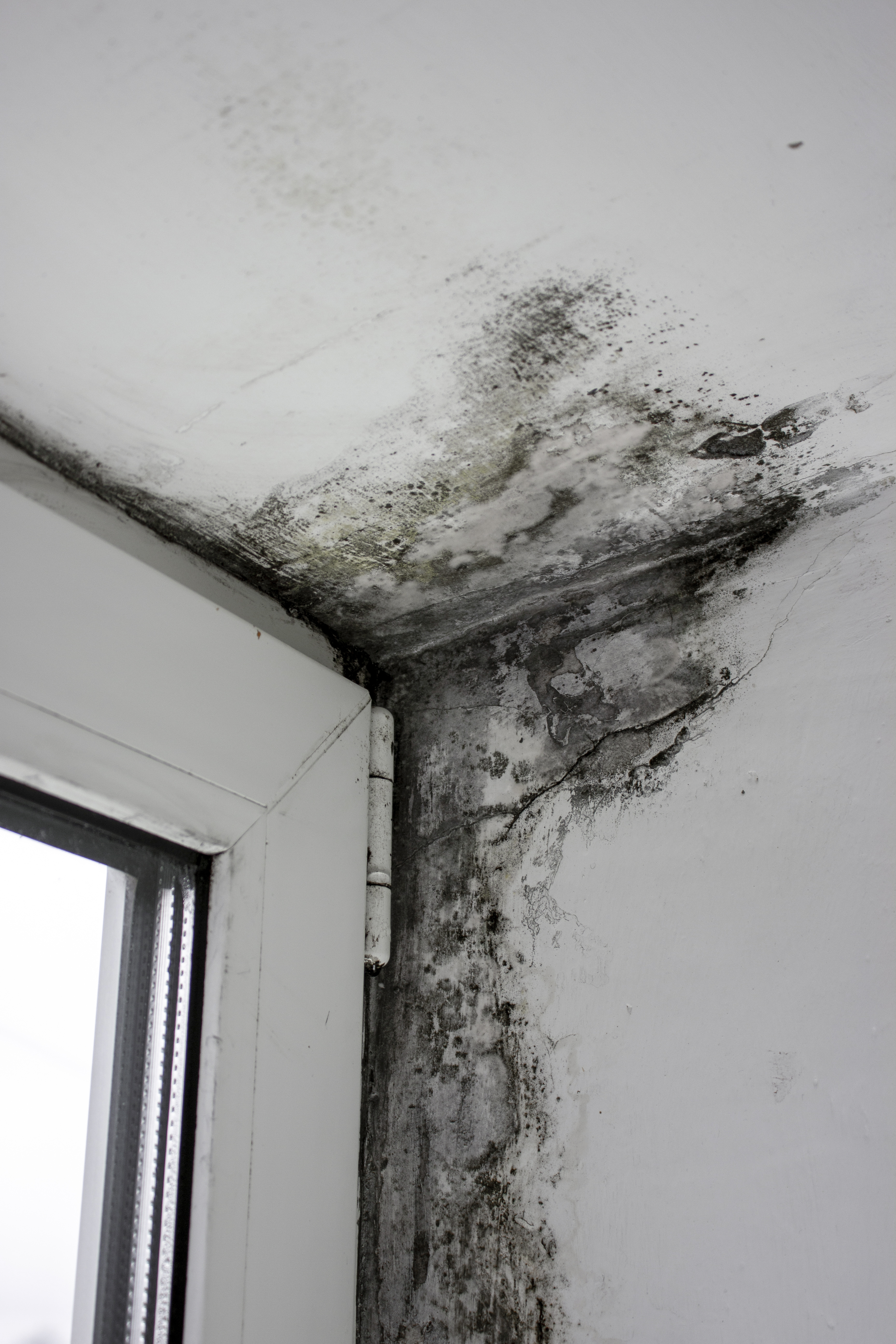 Rising Damp surveyors in Putney