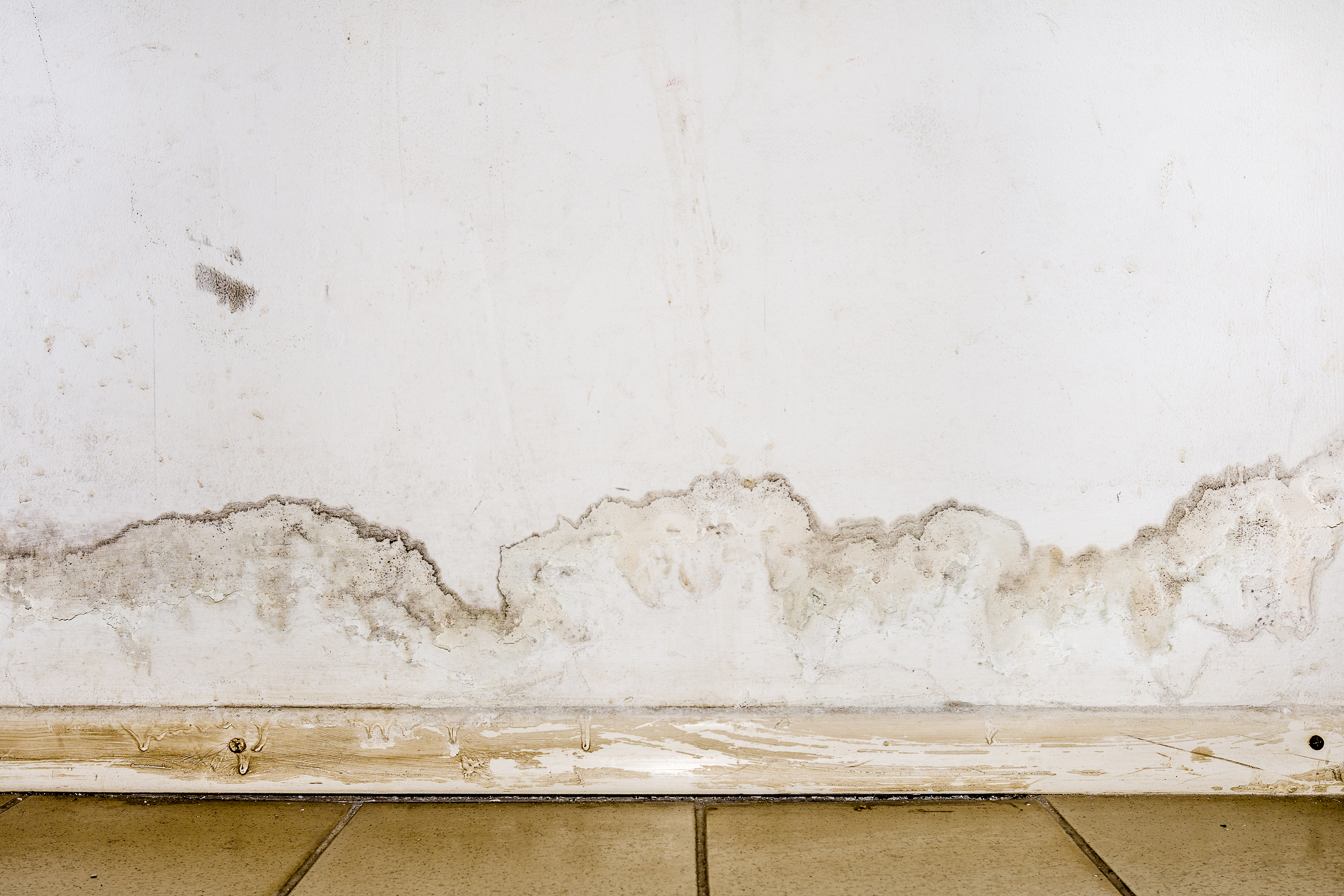Rising Damp surveyors in Putney