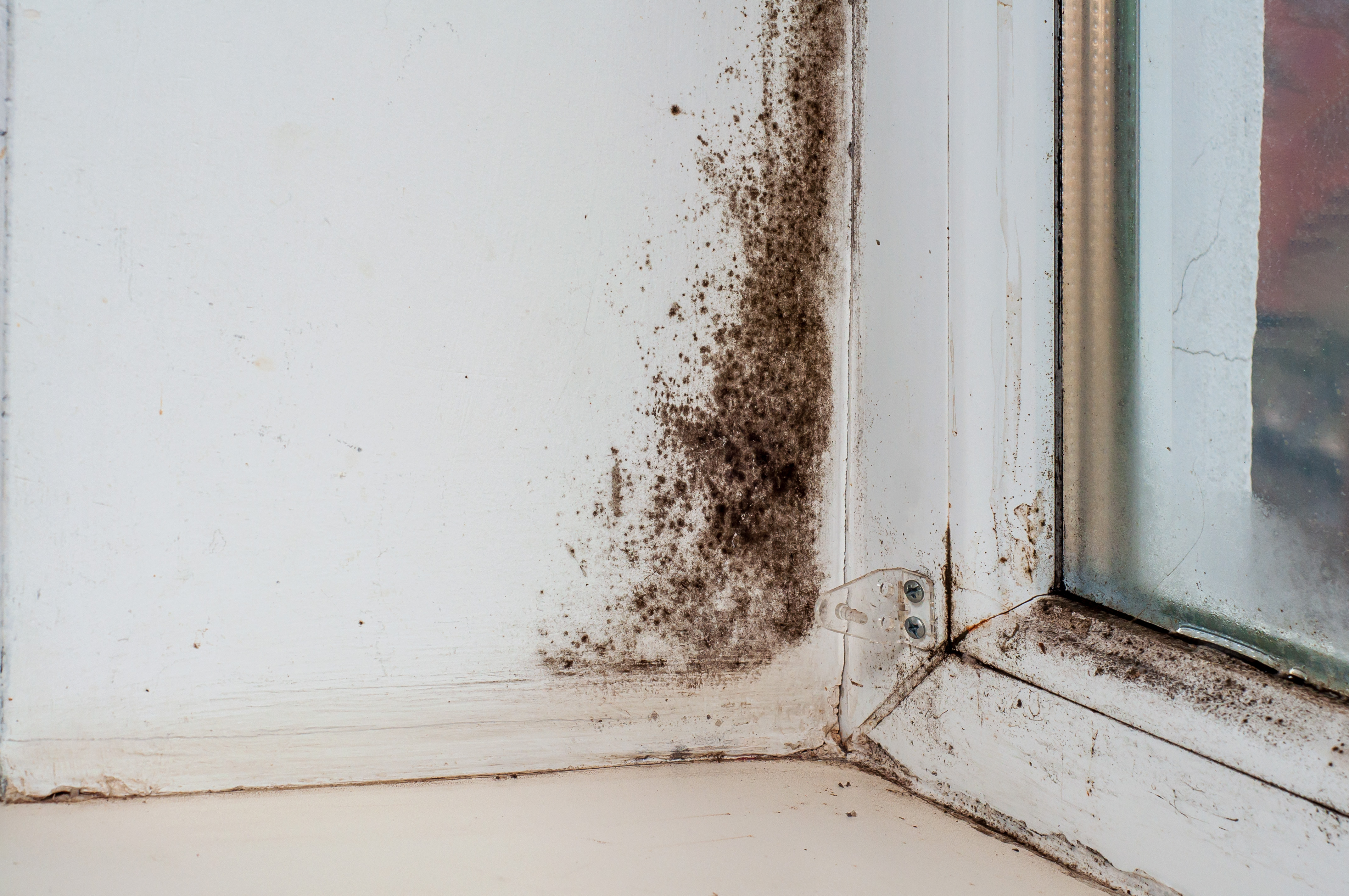 Rising Damp surveyors in Putney