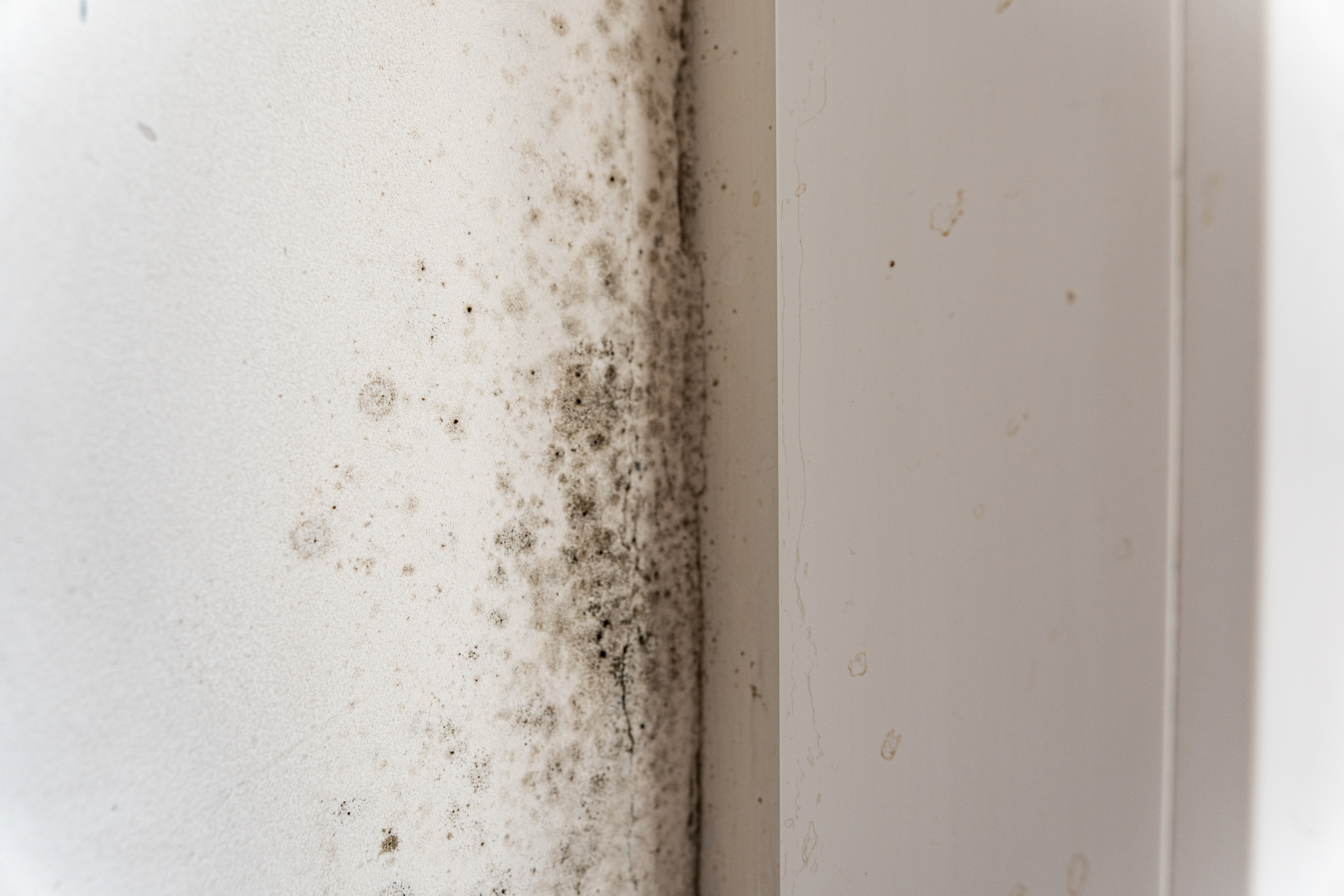 Mold Rising Damp surveyors in Putney Mold Rising Damp surveyors in Putney